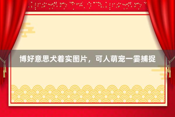 博好意思犬着实图片，可人萌宠一霎捕捉